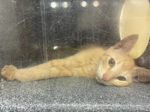 A baby small-sized male Domestic Short Hair cat named Bambino for adoption in Naples, FL