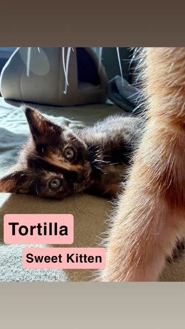 Tortilla  Willow Grove