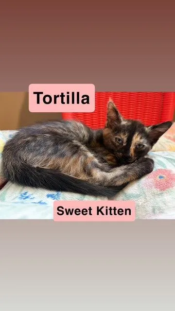 Tortilla  Willow Grove thumbnail 2