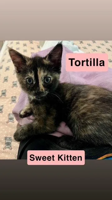 Tortilla  Willow Grove thumbnail 3