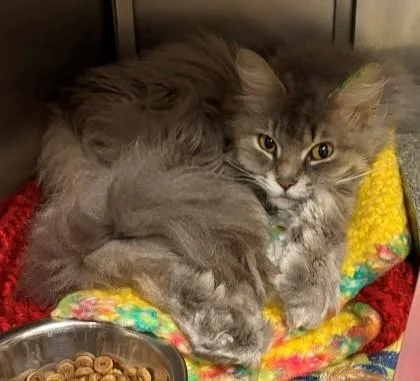 An adult medium-sized male Domestic Long Hair cat named Booboo for adoption in Verona, WI