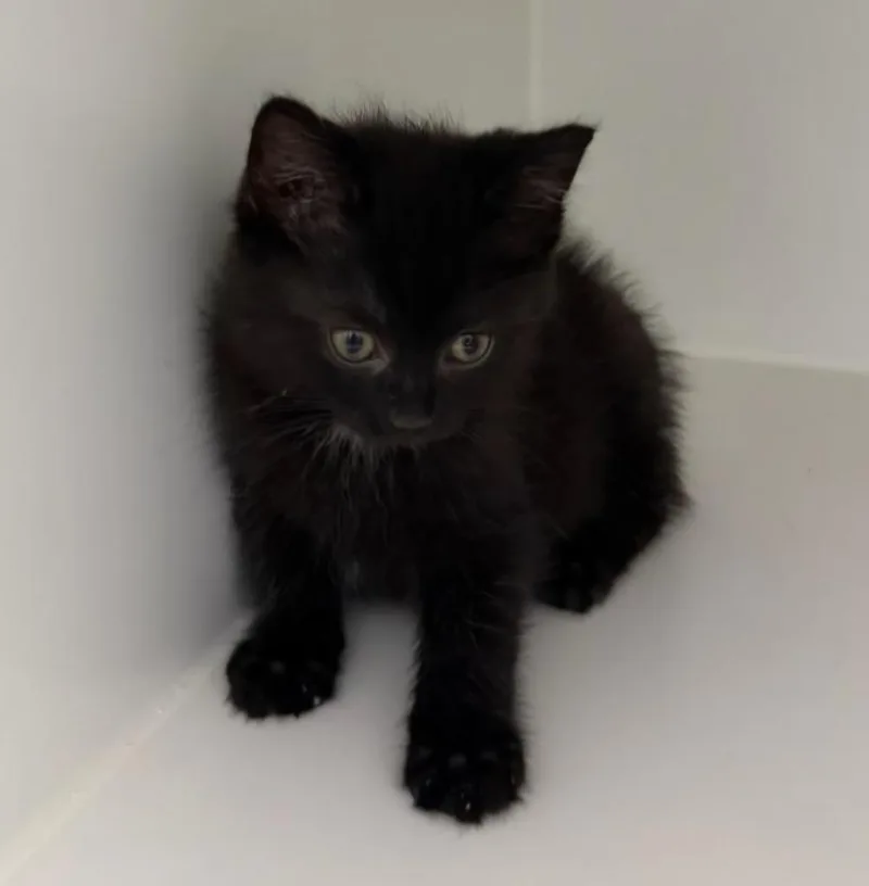 A young small-sized male Domestic Short Hair cat named Vinny for adoption in Lagrange, IN