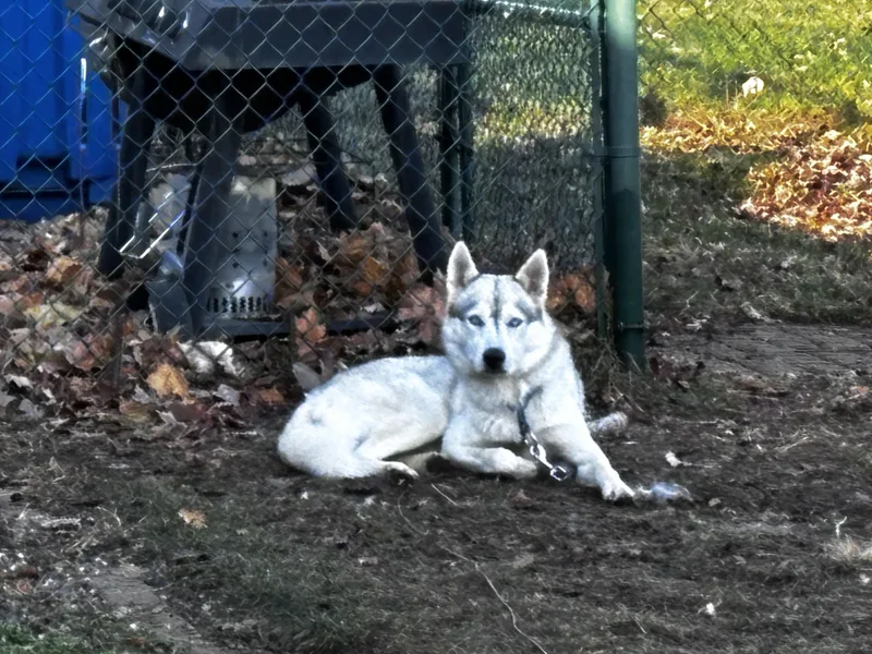 Maverick thumbnail 2