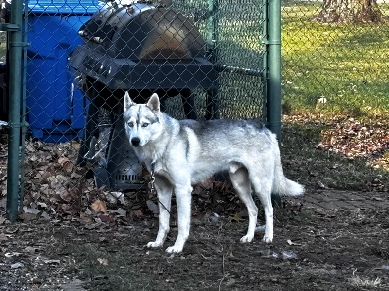 Maverick thumbnail 5