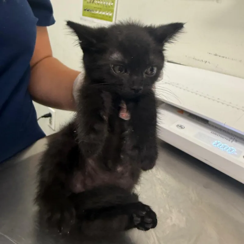 A baby small-sized male Black Domestic Medium Hair cat named Pete for adoption in Charleston, WV