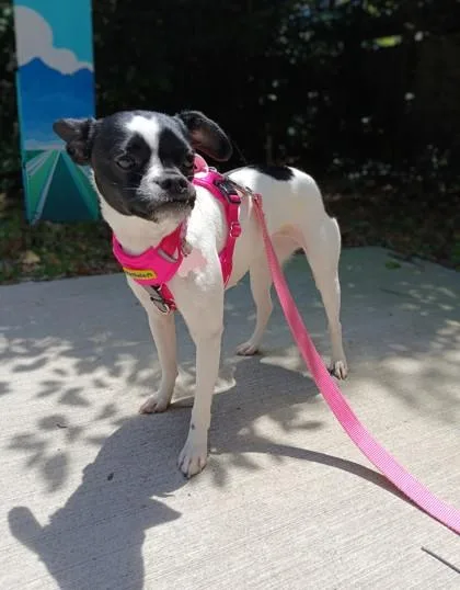 An adult small-sized female Parson Russell Terrier dog named Gertrude Love for adoption in Savannah, GA