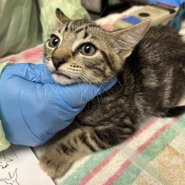 A baby small-sized male Brown / Chocolate Domestic Short Hair cat named Norman for adoption in Tempe, AZ