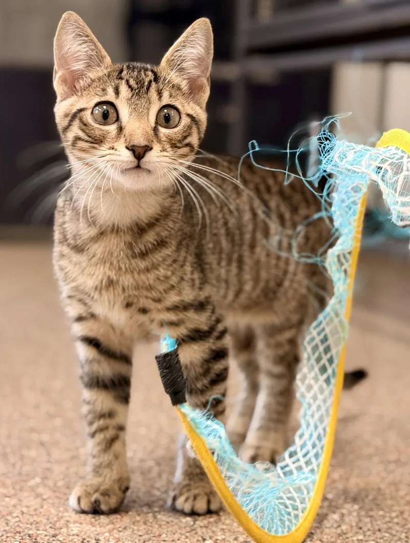 A baby medium-sized male Domestic Short Hair cat named Mussel for adoption in Sanford, FL