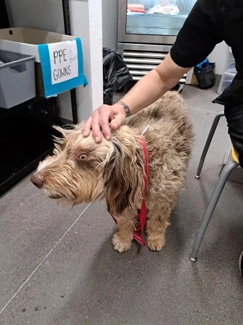 A young large-sized male Bearded Collie dog named Tyler for adoption in Mesa, AZ