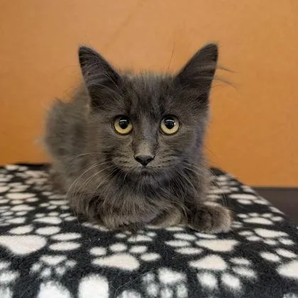 A baby small-sized male Tabby (Gray / Blue / Silver) Domestic Medium Hair cat named Brett for adoption in Rochester, MN