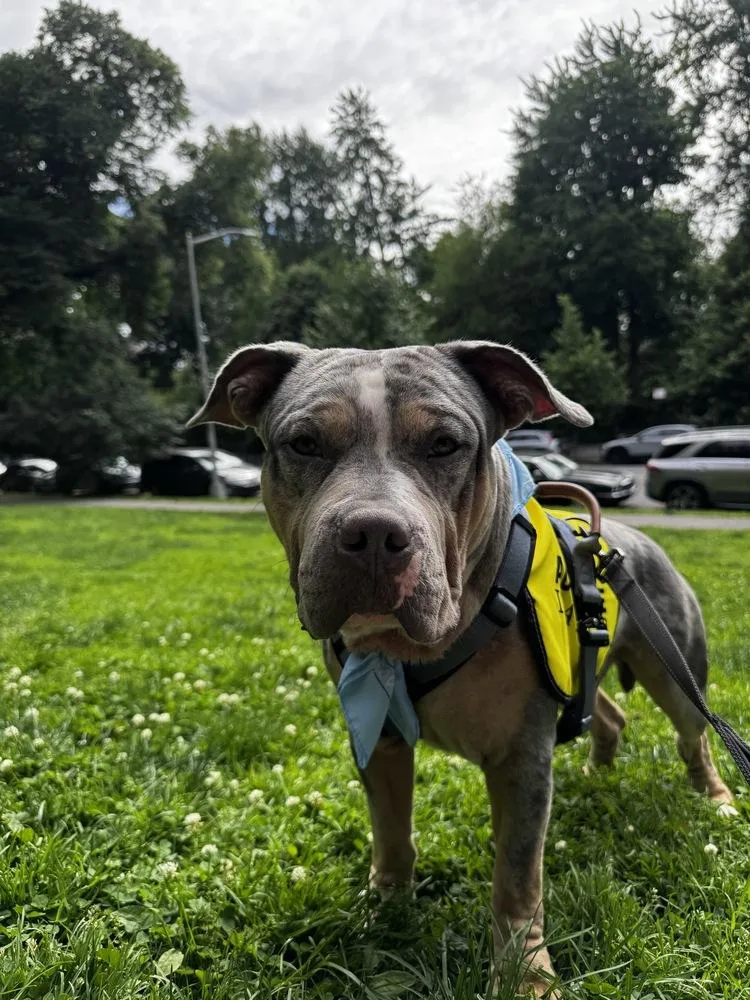 An adult medium-sized male Mixed Breed dog named Merlin for adoption in New York, NY