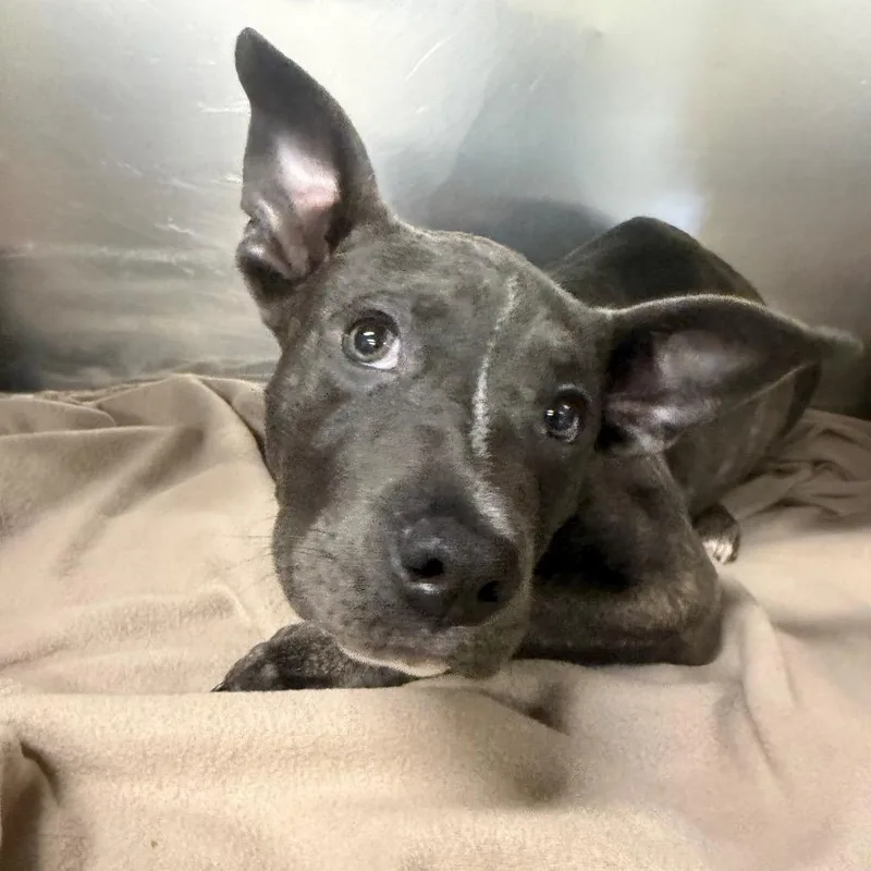 A baby small-sized female Brindle Mixed Breed dog named Calliope for adoption in Springboro, OH