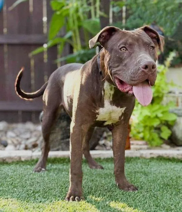 A young large-sized male Brown / Chocolate Pit Bull Terrier dog named Chopper for adoption in Southport, CT