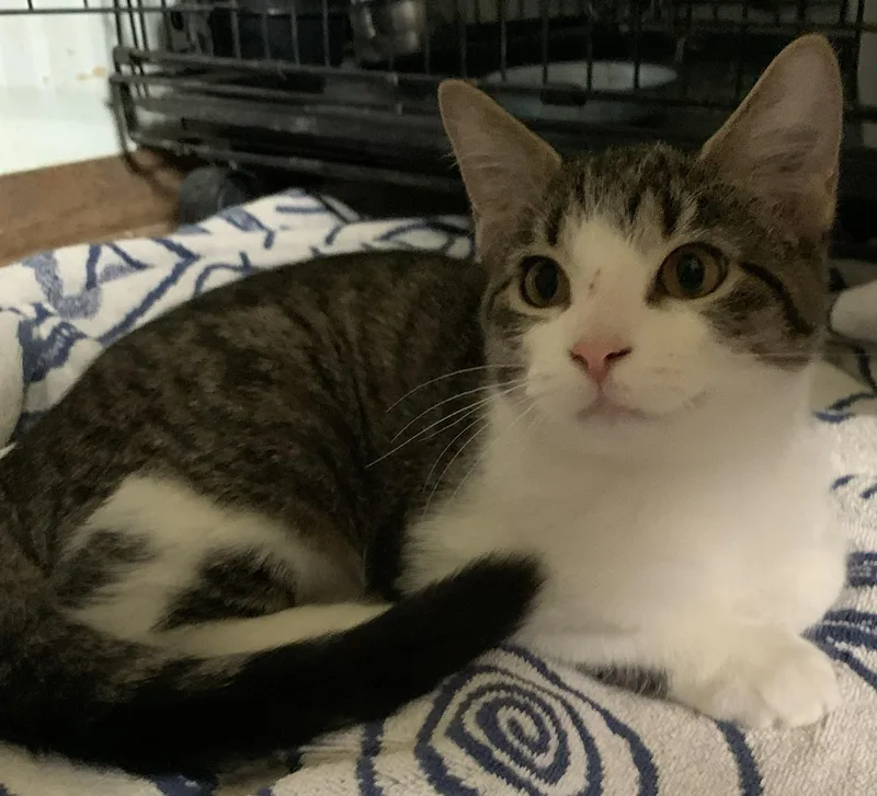 A baby medium-sized female Tabby (Gray / Blue / Silver) Domestic Short Hair cat named Annie for adoption in Milwaukee, WI