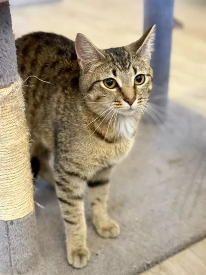 An adult small-sized female Tabby (Brown / Chocolate) Domestic Short Hair cat named Brigid for adoption in Downers Grove, IL