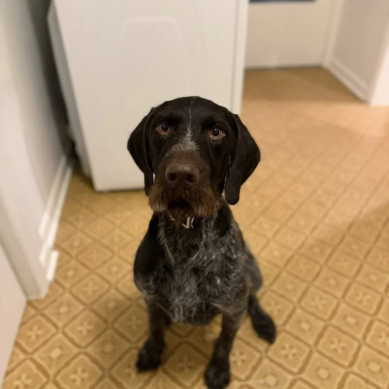 Gus