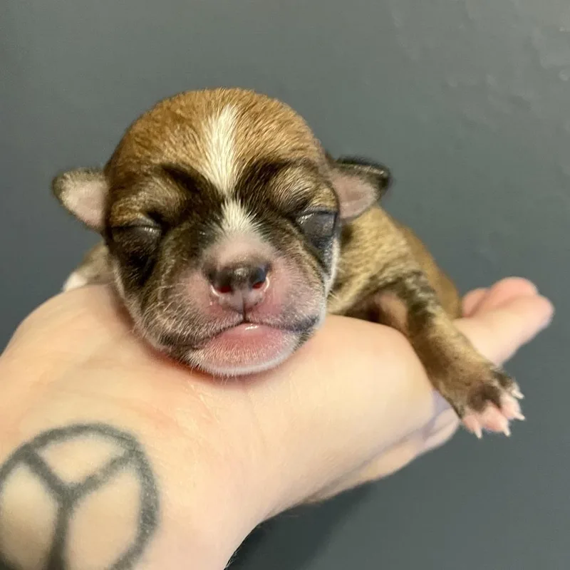 A baby small-sized male Terrier dog named Donald for adoption in Durango, CO