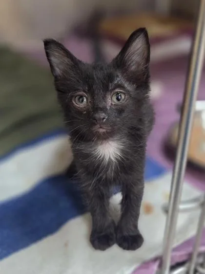 A baby small-sized female Domestic Short Hair cat named Patty for adoption in Westland, MI