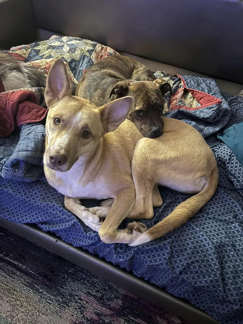 An adult medium-sized female Apricot / Beige Mixed Breed dog named Maeve for adoption in Warr Acres, OK