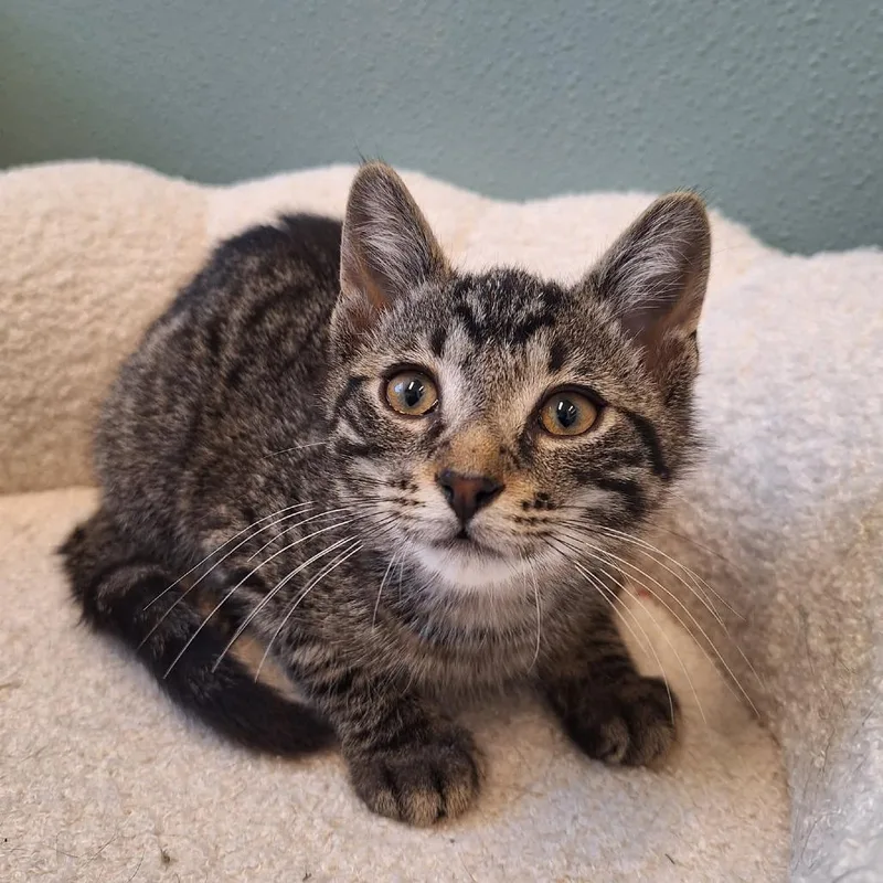 A baby small-sized male Brown / Chocolate Domestic Short Hair cat named John for adoption in Attica, NY