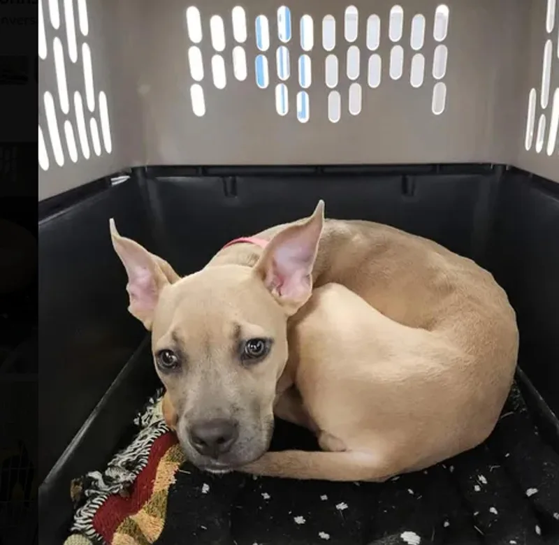An adult medium-sized female Yellow / Tan / Blond / Fawn American Staffordshire Terrier dog named Bertha for adoption in Kingman, AZ