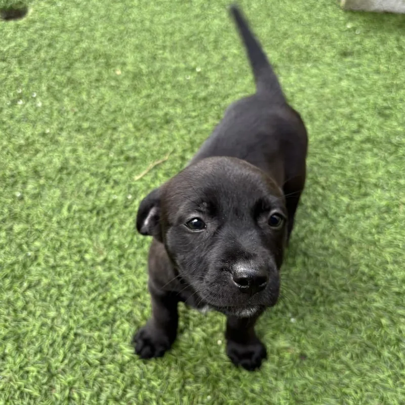 A baby medium-sized male Black Shepherd dog named Lexis for adoption in LOXAHATCHEE, FL