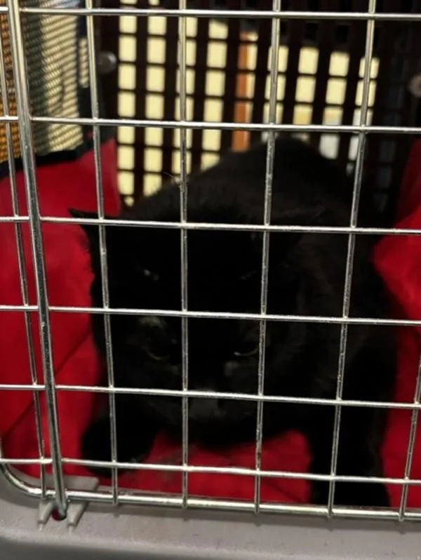 An adult small-sized female Domestic Short Hair cat named Tera for adoption in Virginia Beach, VA