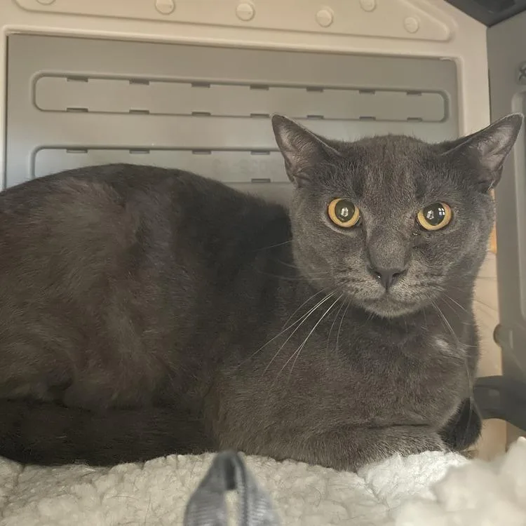 A young small-sized male Gray / Blue / Silver Domestic Short Hair cat named Greyson Tux for adoption in Long Island City, NY
