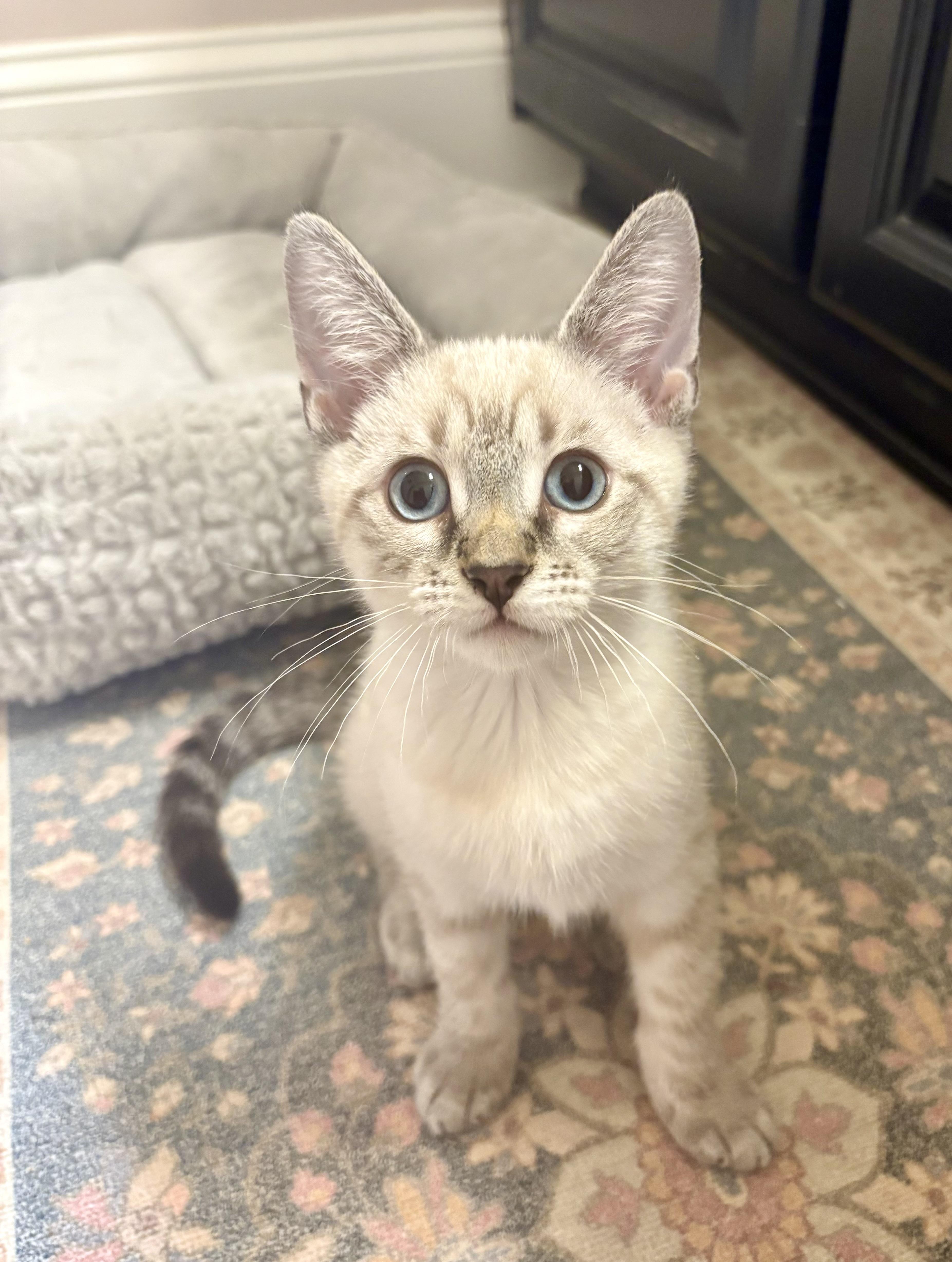 Tuna