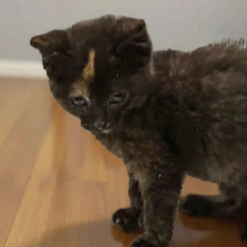 A baby small-sized female Brown / Chocolate Domestic Short Hair cat named Aurora for adoption in Mondovi, WI