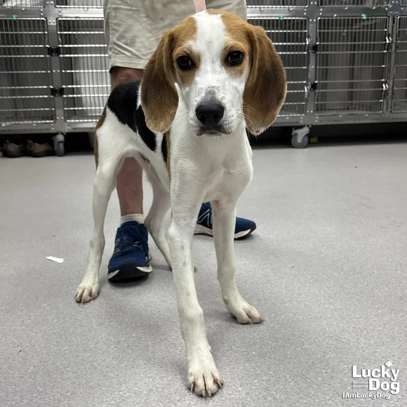 A baby large-sized male Hound dog named River for adoption in Washington, DC