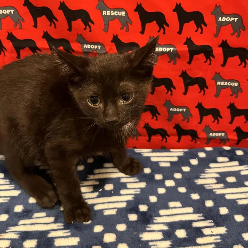 A baby small-sized female Black Domestic Short Hair cat named Cola for adoption in Washburn, MO