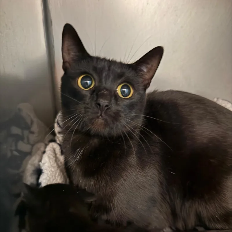 An adult medium-sized female Black Domestic Short Hair cat named Regina for adoption in Troy, VA