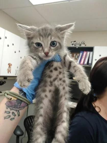 A baby small-sized male Domestic Medium Hair cat named Soot for adoption in Palm Coast, FL