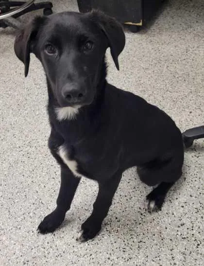 A baby medium-sized female Black Mixed Breed dog named Sequoia for adoption in Kansas City, MO
