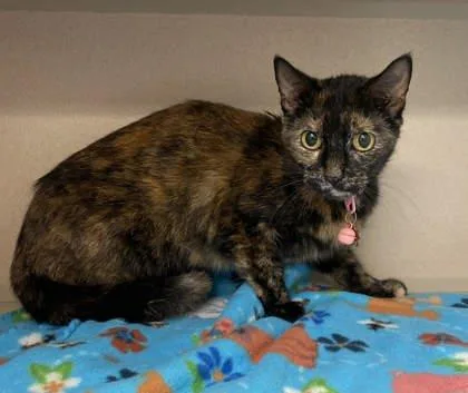 An adult large-sized female Domestic Short Hair cat named Little Girl for adoption in Bowling Green, KY