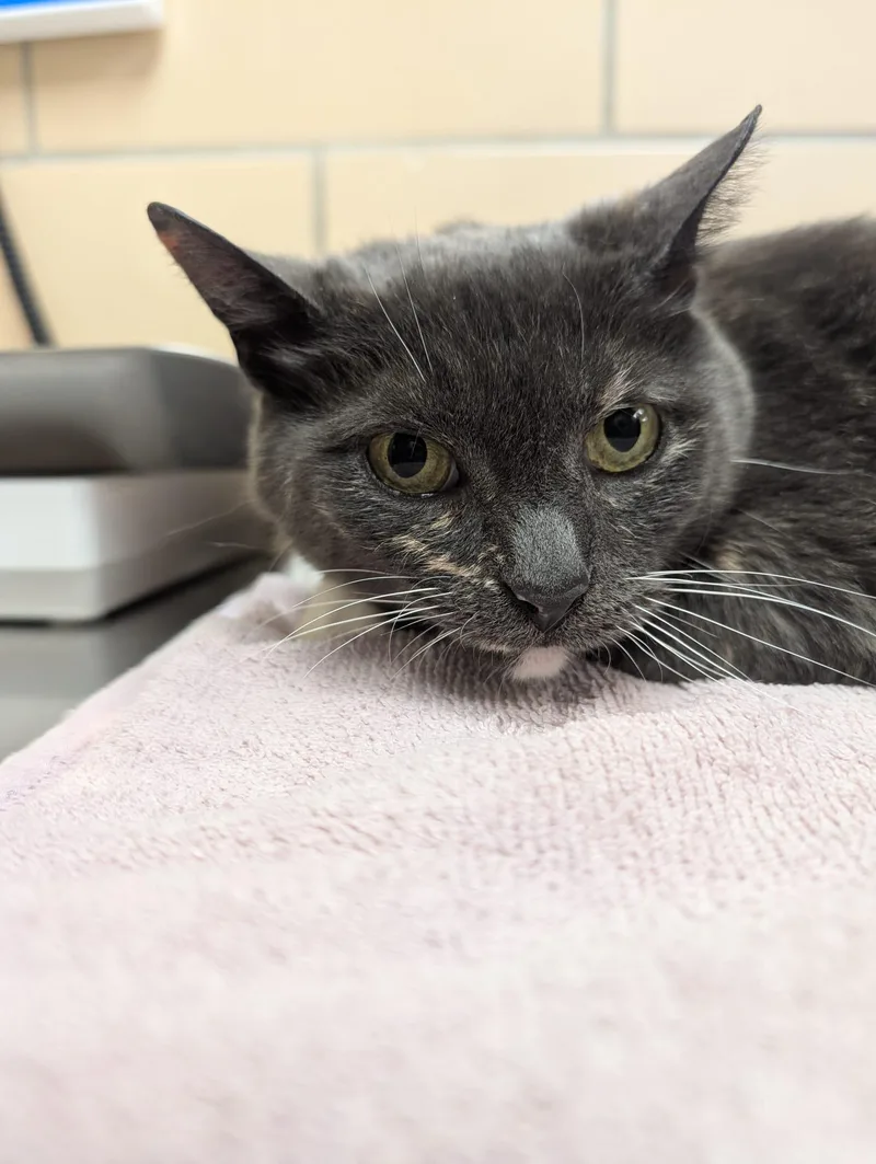 An adult medium-sized female Dilute Tortoiseshell Domestic Short Hair cat named Bootsie for adoption in Renfrew, PA