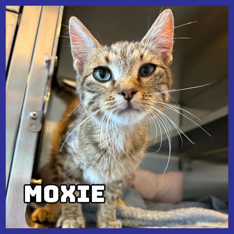 Moxie