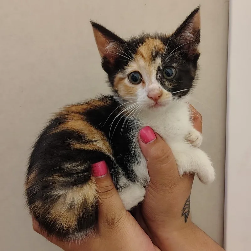 A baby small-sized female Calico Domestic Short Hair cat named Carrot for adoption in Coos Bay, OR