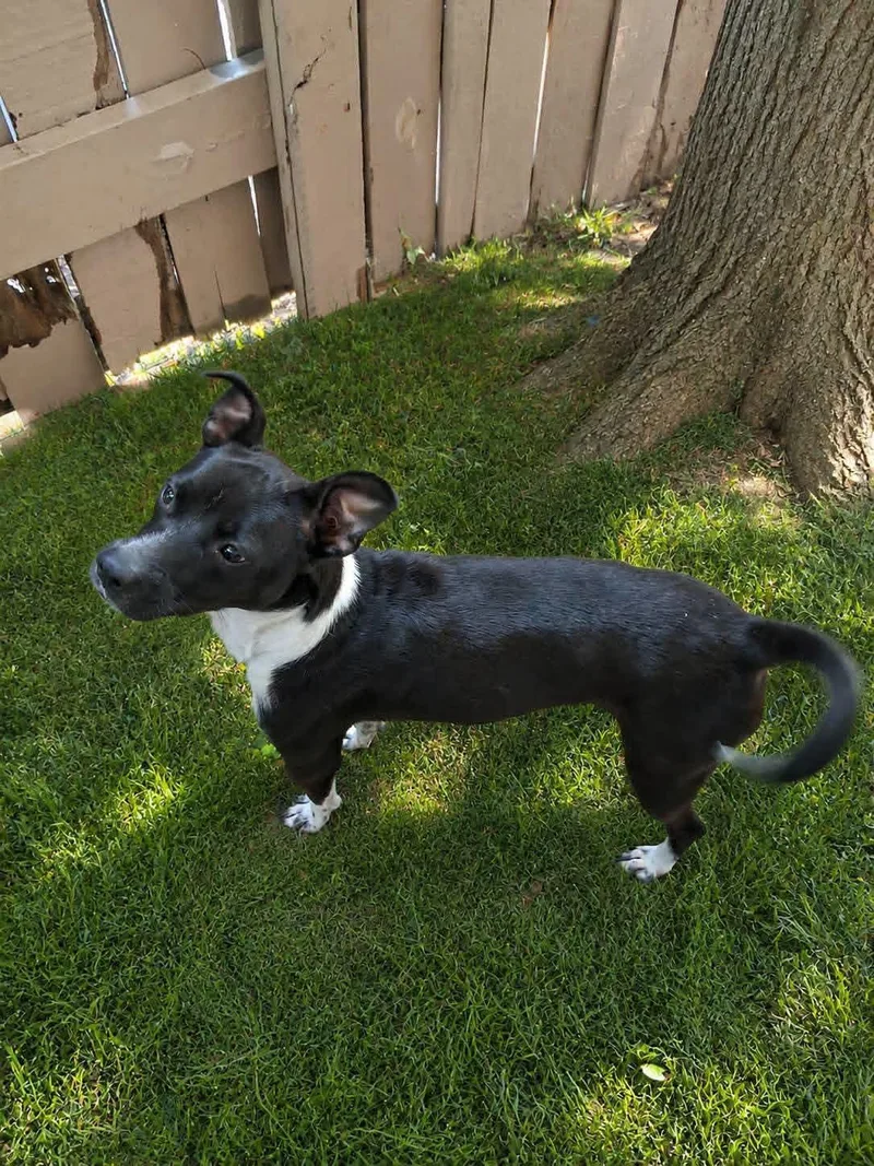A baby small-sized female Terrier dog named Lucy for adoption in Houston, TX