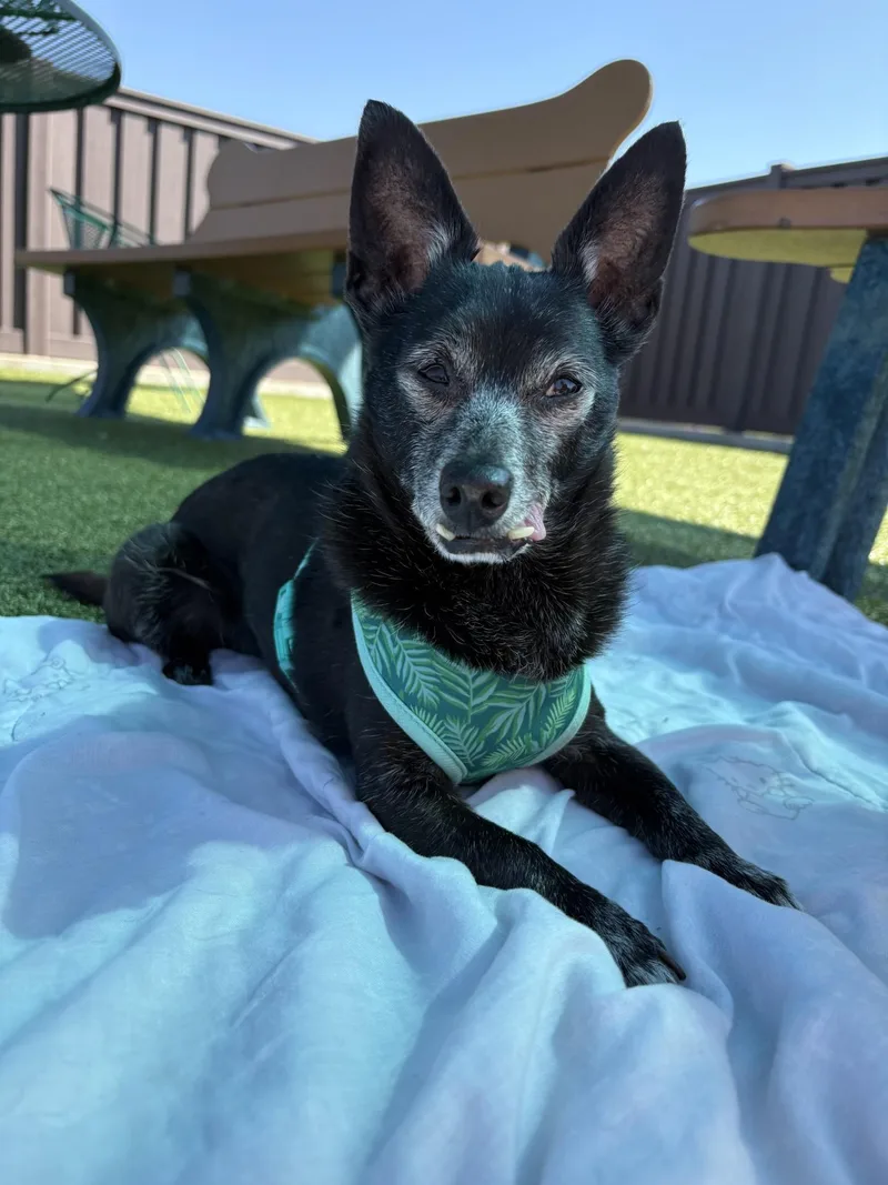 A senior small-sized male Black Chihuahua dog named Crickett for adoption in Mount Juliet, TN