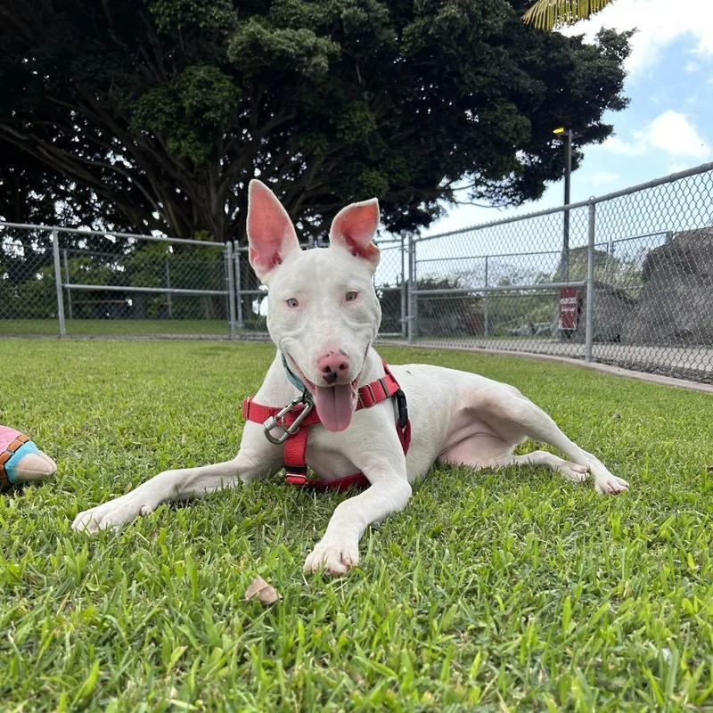 An adult medium-sized female White / Cream Mixed Breed dog named Peppa for adoption in Kailua Kona, HI