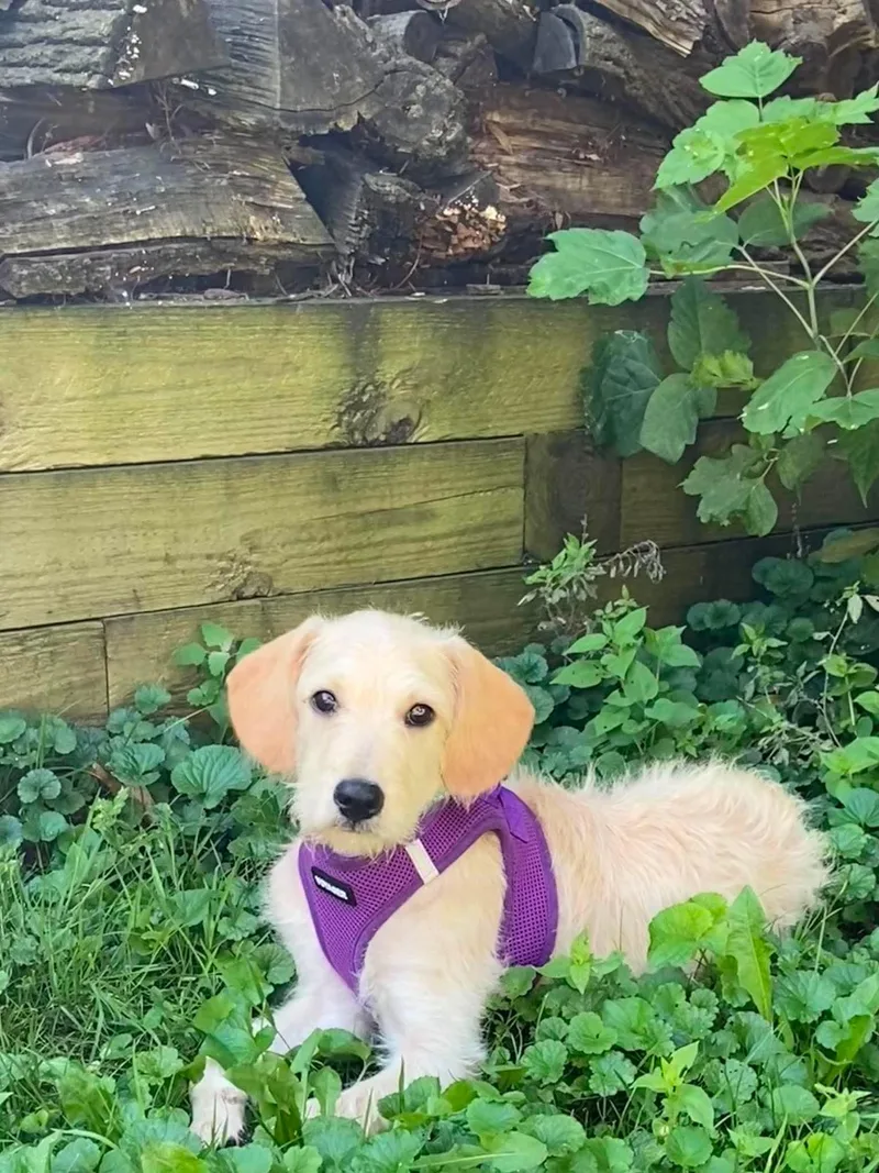 A young medium-sized male Standard Poodle dog named Preston for adoption in Elgin, IL