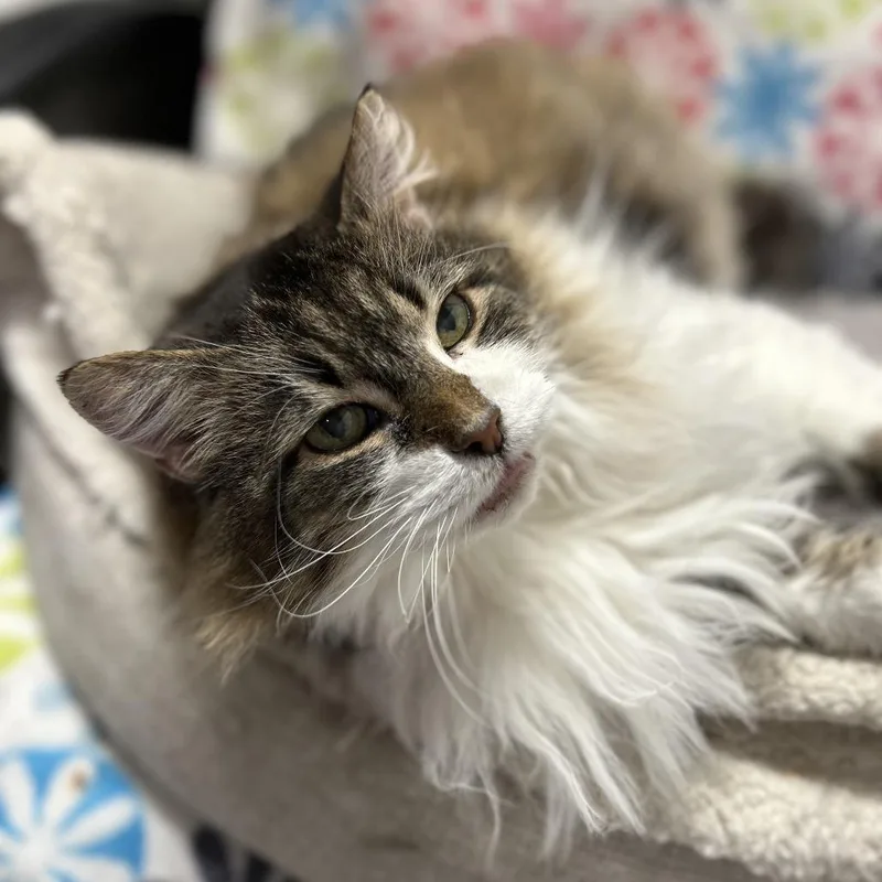 Bella