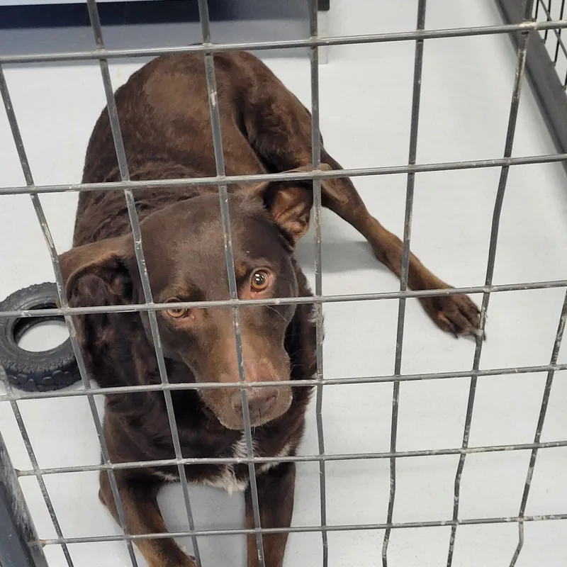 An adult large-sized female Brown / Chocolate Chocolate Labrador Retriever dog named Mustang Sally for adoption in Morris, MN