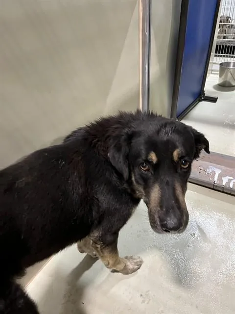 Rex  URGENT