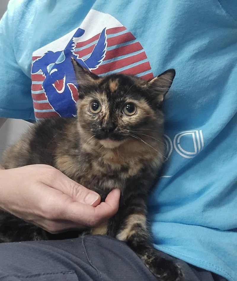 A baby small-sized female Domestic Short Hair cat named Astra for adoption in Dickson, TN