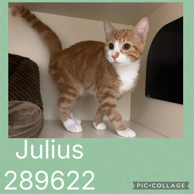 A baby small-sized male Domestic Medium Hair cat named Julius for adoption in Macon, GA
