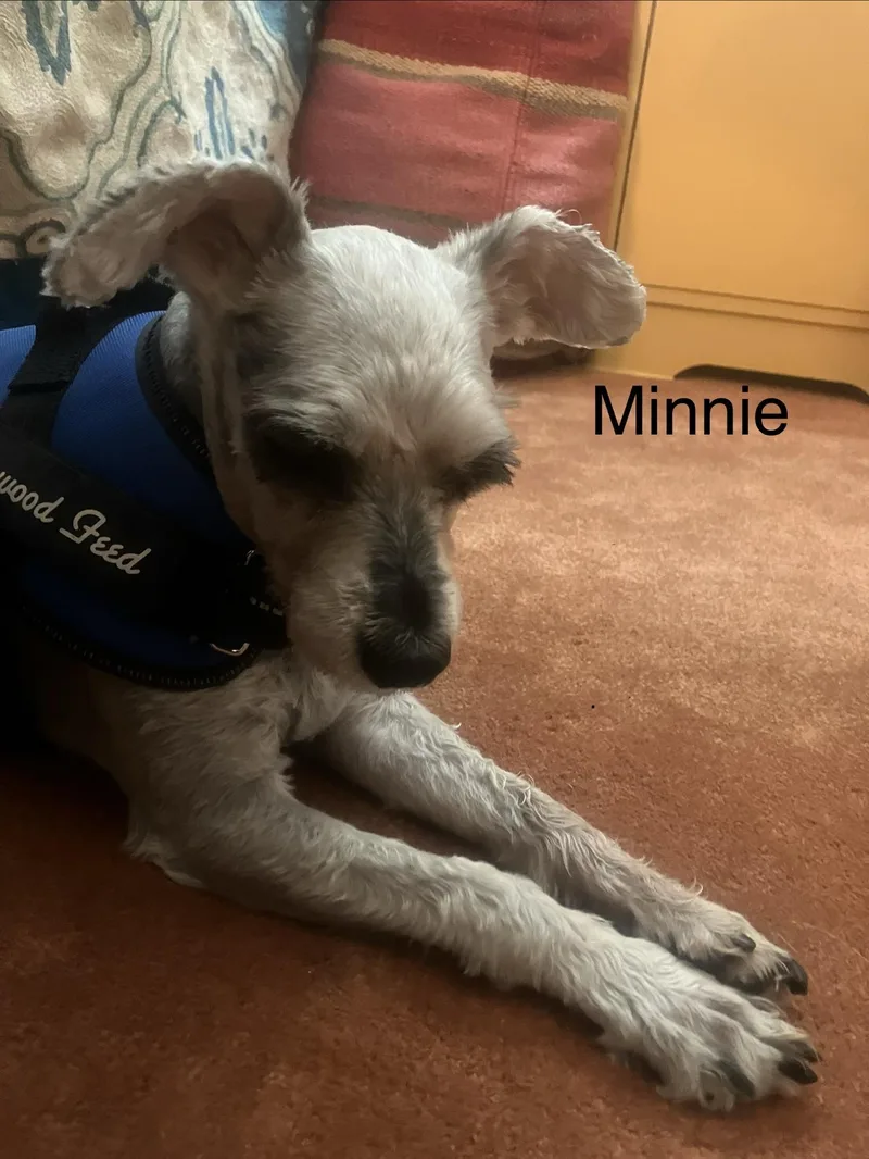 An adult small-sized female Miniature Schnauzer dog named Minnie for adoption in Broken Arrow, OK