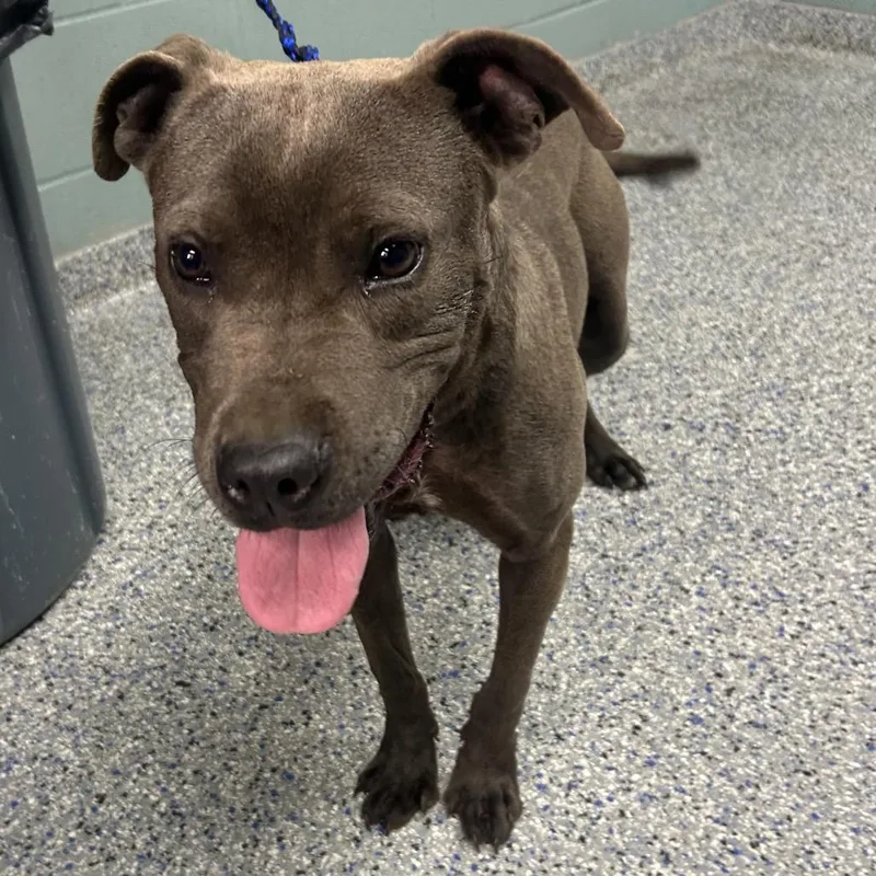 A young medium-sized male Gray / Blue / Silver American Staffordshire Terrier dog named Miles for adoption in Greenville, SC